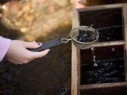 Fourth-graders from Hockinson Intermediate School release thousands of coho salmon fry into a tributary of Salmon Creek.