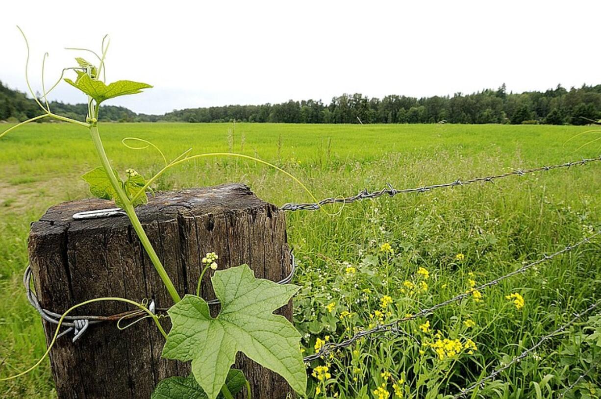 Lower Daybreak park property, photographed Tuesday, is under consideration by Clark County commissioners for future park development, including an equestrian area.