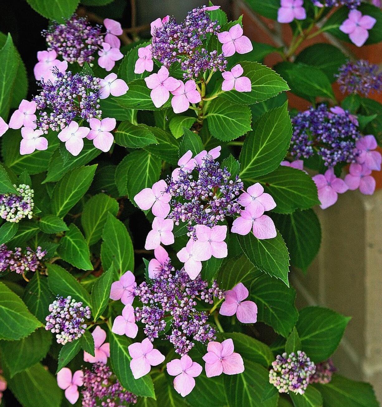 Pink and purple hydrangeas.