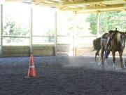 Six horses and six women visited the Lucky K Stables in Battle Ground in June for a monthly horse-training class that uses a combination of psychology and communication instead of intimidation.