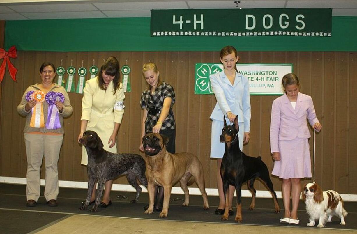 Ridgefield: Members of the Clark County 4-H dog program took home all three Grand Champion Showman awards Sept. 26 at the Washington State 4-H Fair in Puyallup.