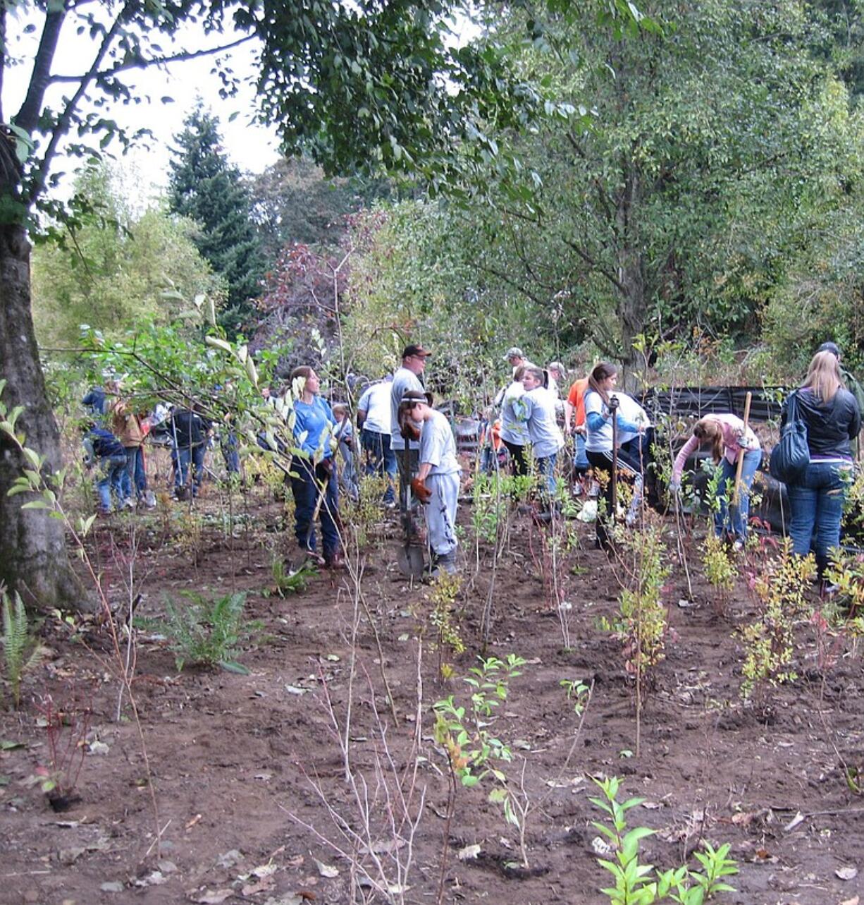 West Minnehaha: More than 250 volunteers planted trees at Leverich Park on Oct.