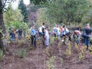 West Minnehaha: More than 250 volunteers planted trees at Leverich Park on Oct.