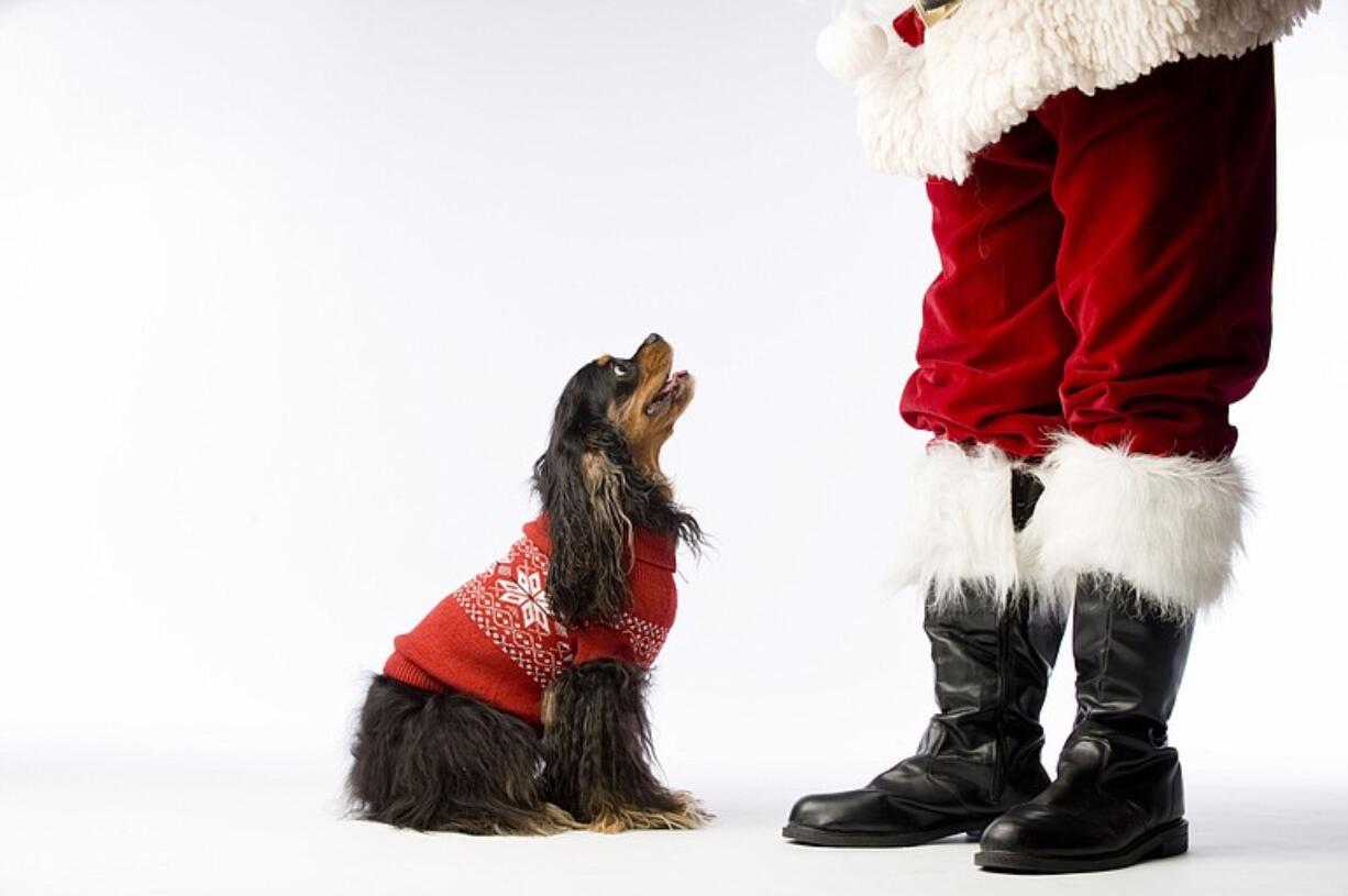 Bringing a favorite treat from home might help convince your pet to look at the camera long enough to get a few good shots.