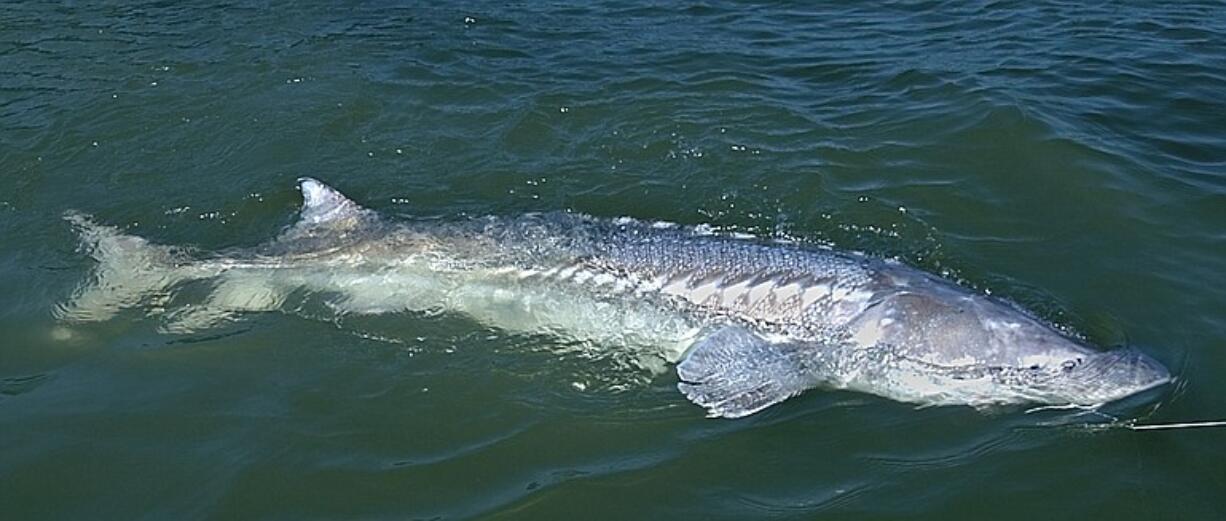 Sea lion predation on sturgeon at Bonneville Dam initially was concentrated on large fish, but now all sizes are eaten.