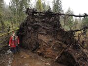 Renee Williams walks around a 100-foot Douglas fir tree Friday at her home in Brush Prairie.