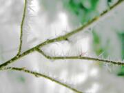 Winter hones our attention to detail, elevating the pattern of frosty ice crystals on bare branches to a work of art.