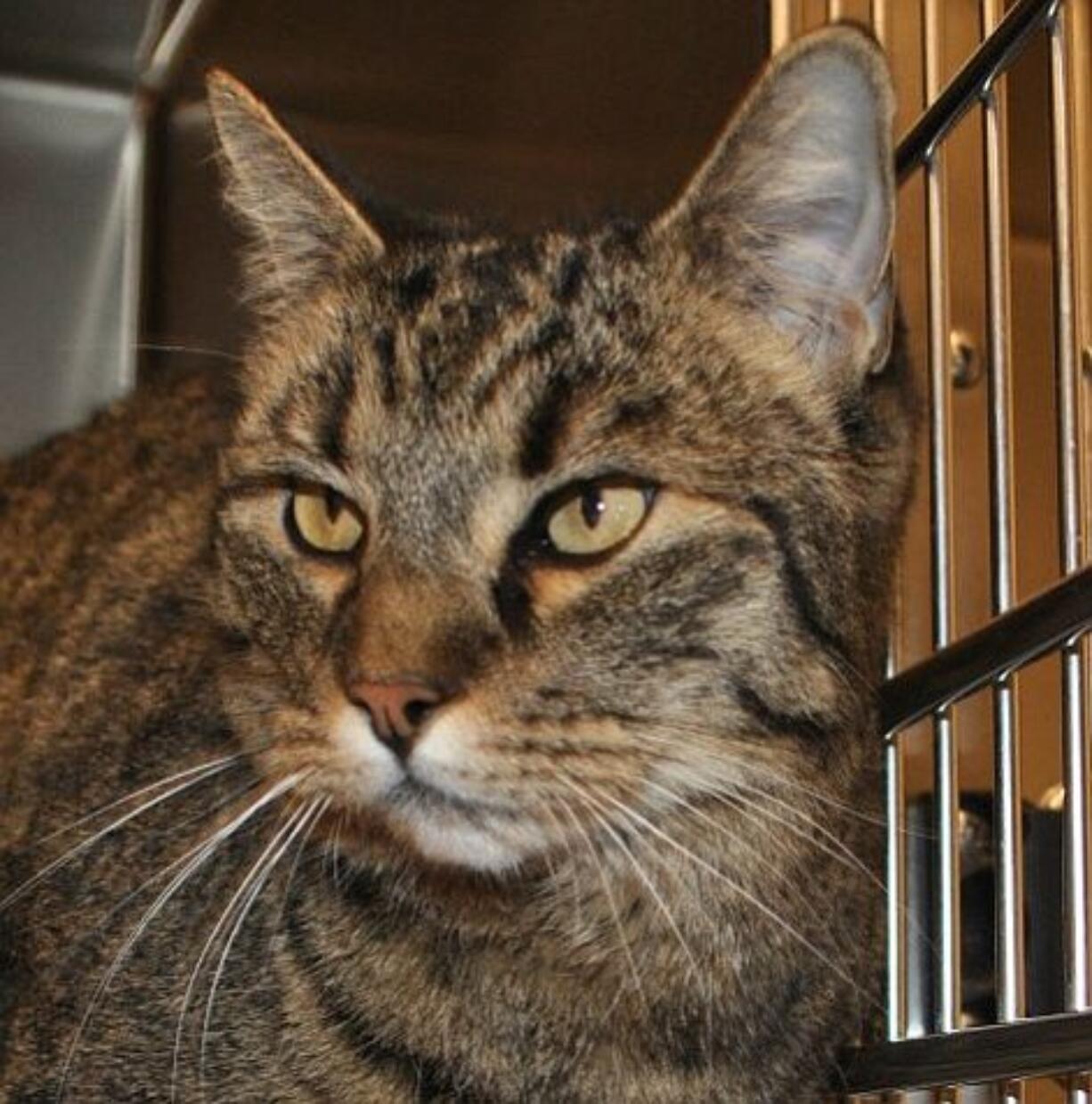 Barn and shop cats are available for adoption.