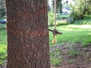 The legendary swing in the legendary yard of the legendary house on Northeast 54th Street.