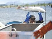 Commercial fisherman Richie Williams of Astoria, Ore., unloads spring salmon from his gillnet boat on the docks at the Astoria Yacht Club in Astoria, Ore., in May.