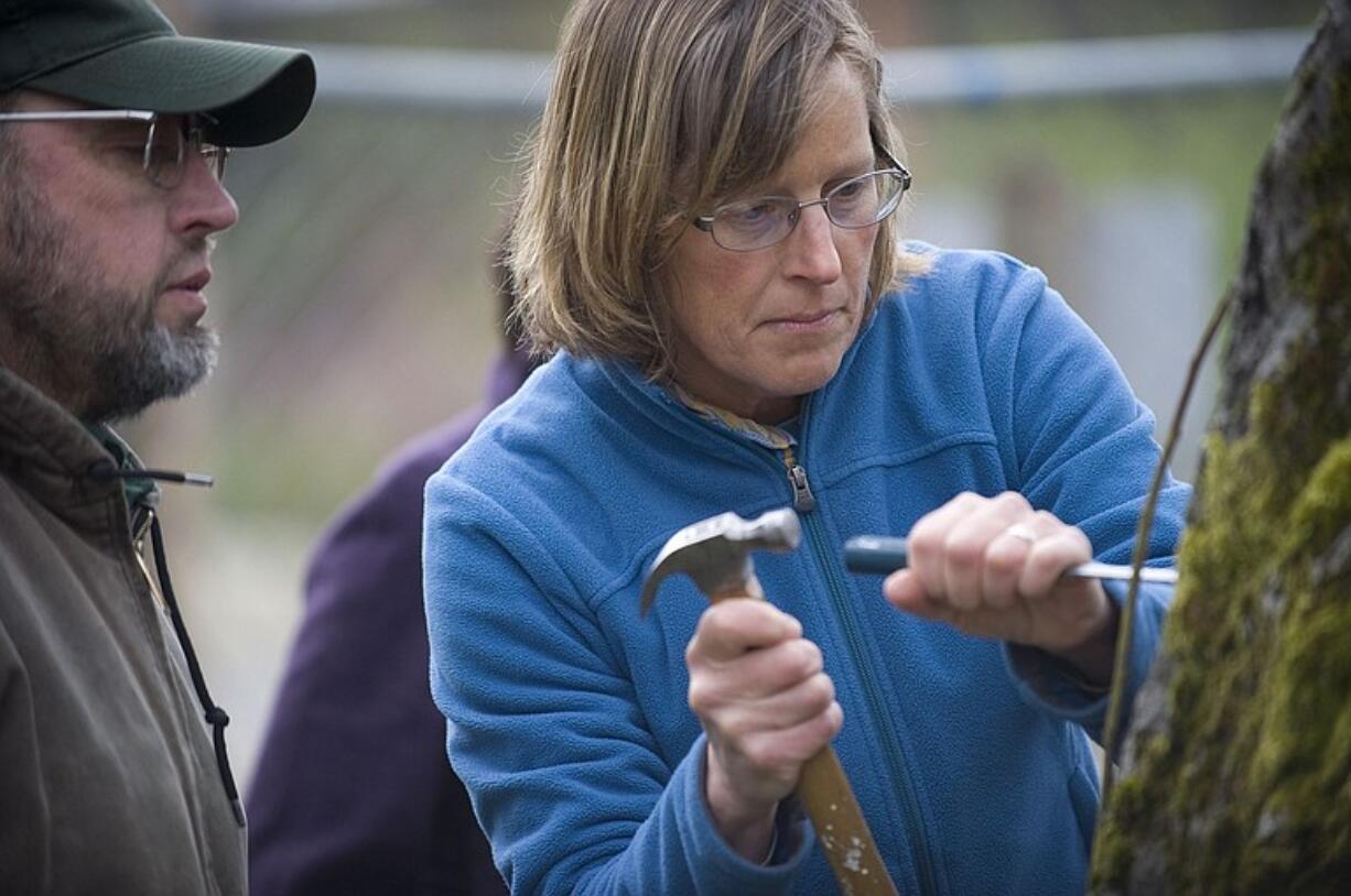 Local orchard operator Joe Beaudoin watches as Laurie Thompson, a National Park Service orchardist based near Chelan, clears out rotted wood during Tuesday's round of grafting on the Old Apple Tree.