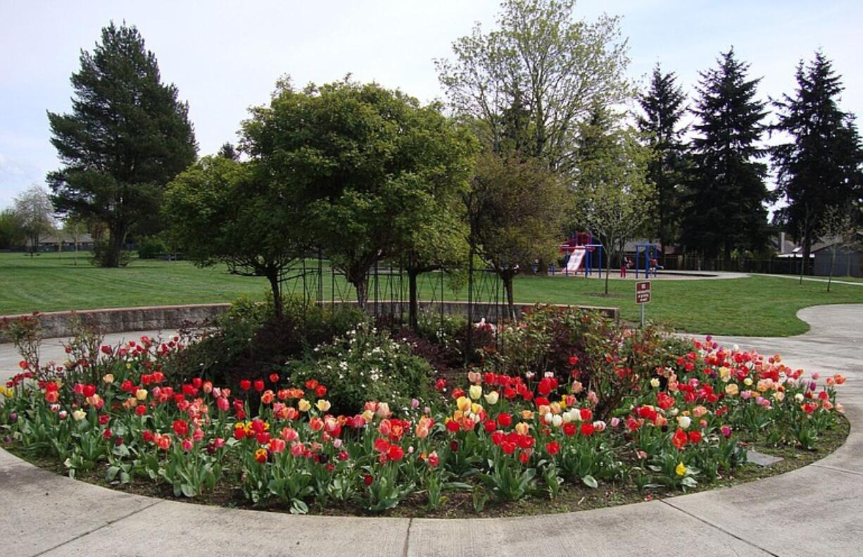 Tulips bloom in Bella Vista Park.