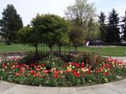 Tulips bloom in Bella Vista Park.