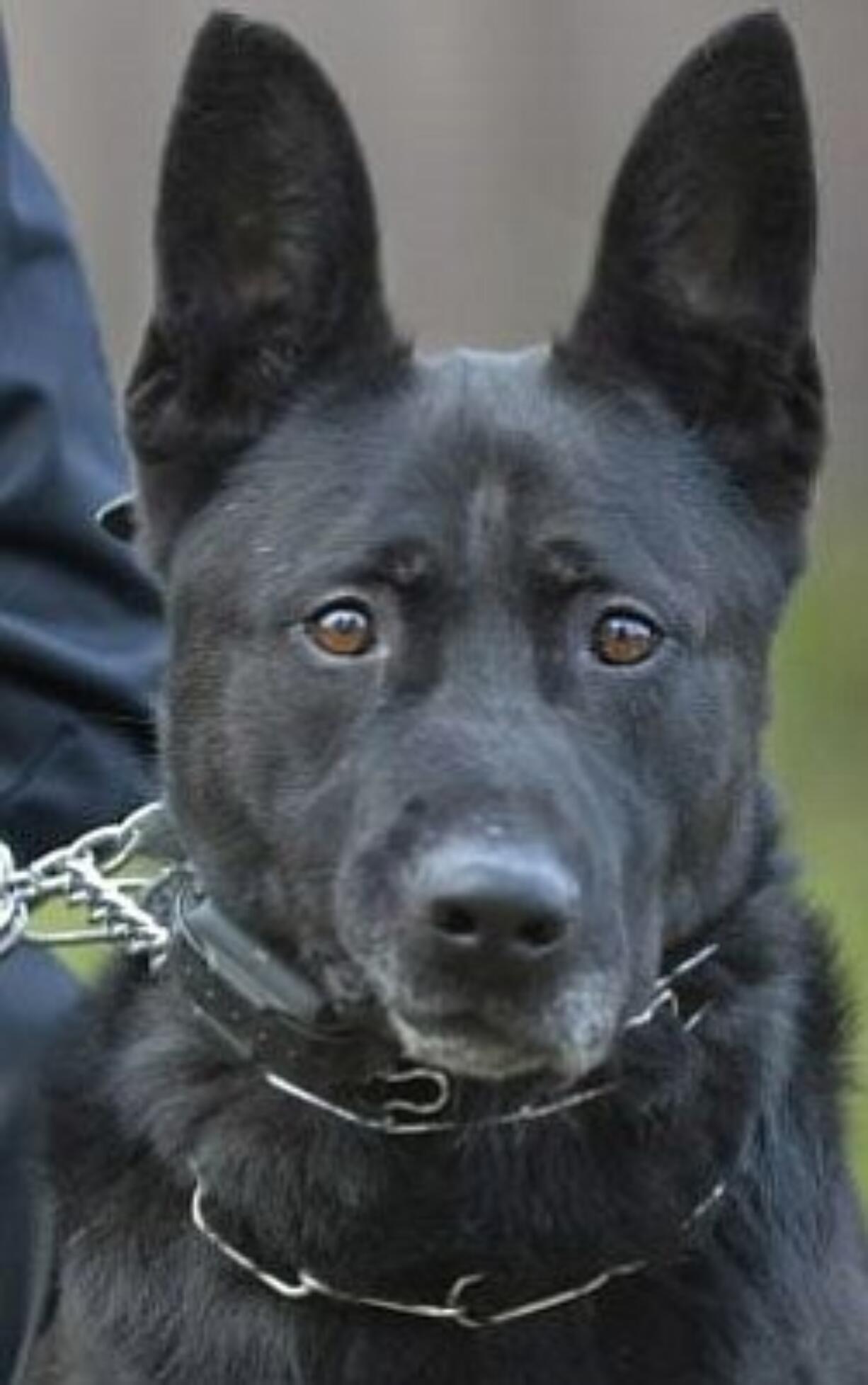 Kane, a sheriff's tracking dog who was killed pursuing a suspect, will be honored in a memorial service Thursday.