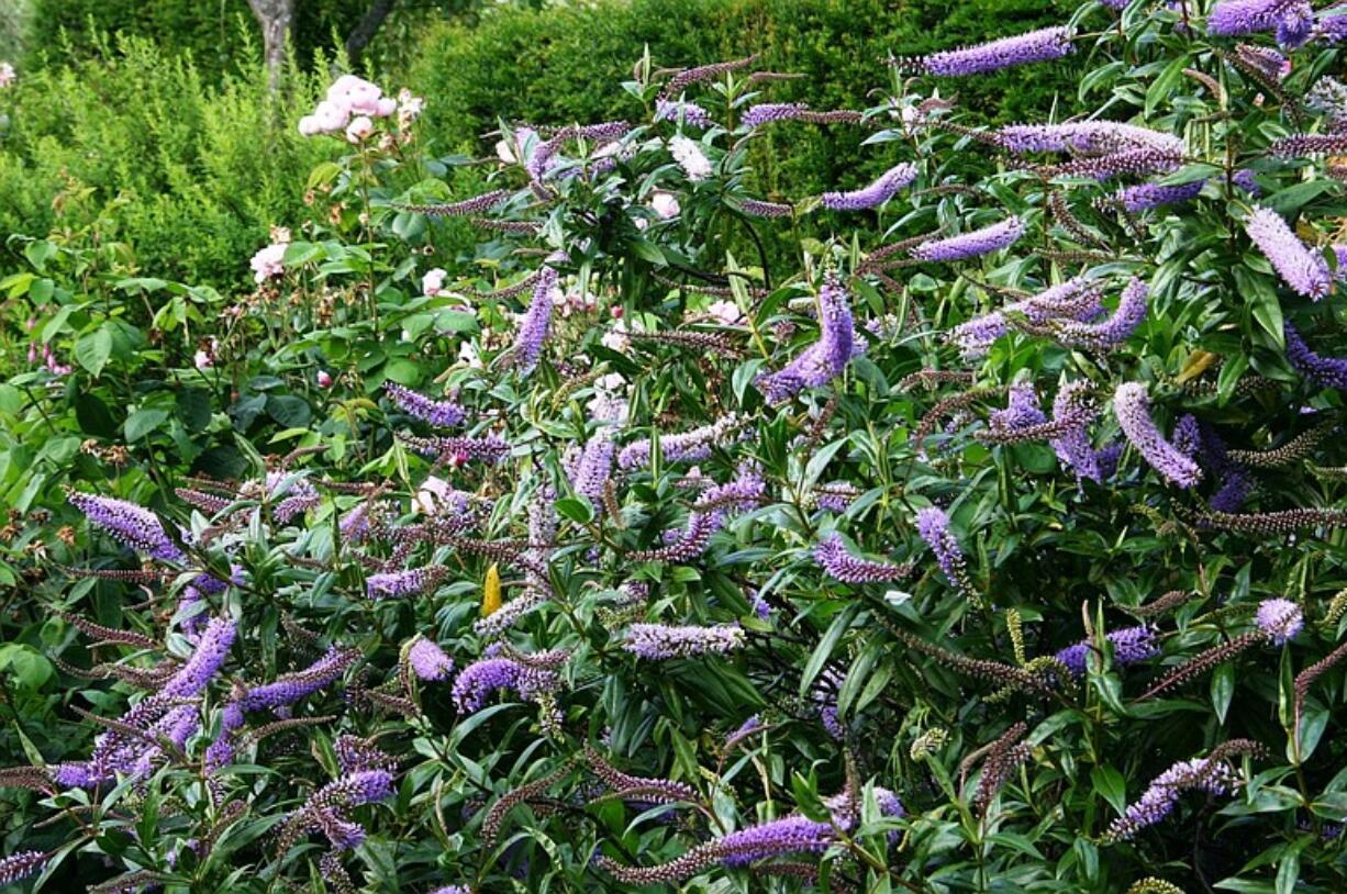 The flowering Hebe Veronica is generally hardy in lower elevations and makes a great summer flowering shrub for the border.