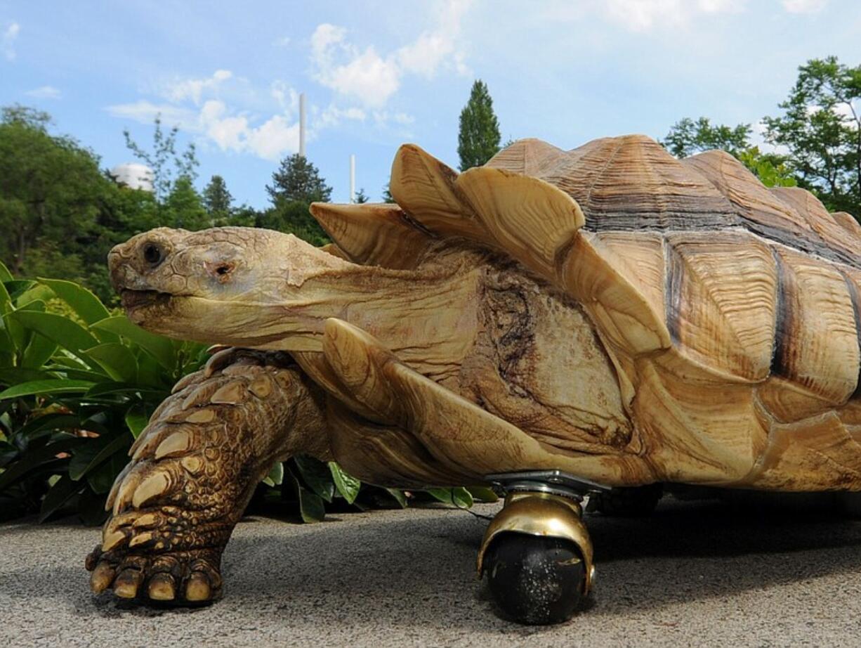 Gamera, a 12-year-old, African spur-thighed tortoise, shows off his new front &quot;leg&quot; Friday at Washington State University in Pullman.