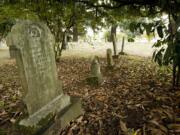 Grave markers at the Brush Prairie Cemetery are sometimes hard to examine. People used to plant memorial trees near their loved ones, not realizing that the trees would eventually grow large enough to damage or overgrow the headstone.