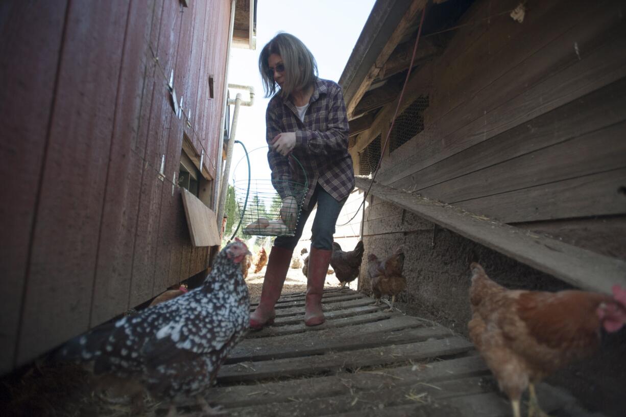 Jonell Kelsey collects eggs at the Kelsey farm in Brush Prairie.