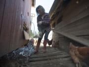 Jonell Kelsey collects eggs at the Kelsey farm in Brush Prairie.