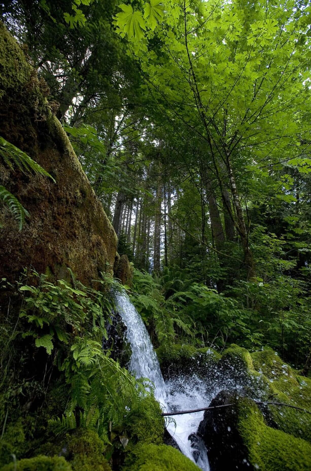 A fresh spring flows near the Oxbow Fish Hatchery in Cascade Locks, Ore., in June 2011. The city is considering a proposal to sell a portion of their water to Nestle, which would bottle and sell it.