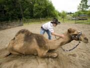 Curly the Camel and Jeff Siebert at their La Center area farm.