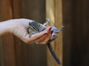 Volunteer wildlife rehabilitator Jackie Marsden holds a chipmunk that snuck out of its temporary home on July 7.