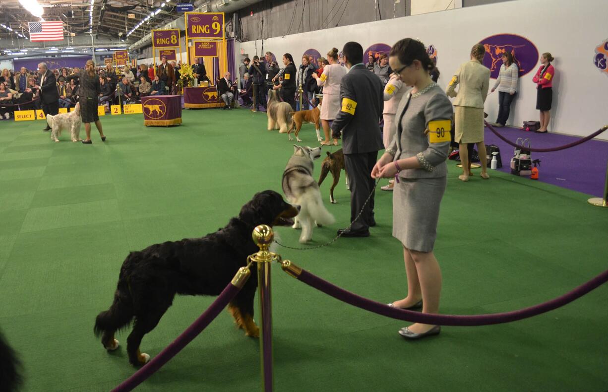 Lauren Weber and her Bernese mountain dog, Gloree, participated in the Junior Showmanship competition at the Westminster Kennel Club 139th Annual Dog Show.