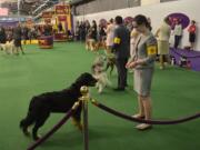 Lauren Weber and her Bernese mountain dog, Gloree, participated in the Junior Showmanship competition at the Westminster Kennel Club 139th Annual Dog Show.