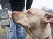 Nicole Parrish, a volunteer at the West Columbia Gorge Humane Society, uses the WoofTrax app while walking Cutty, a dog at the shelter, Wednesday morning in Washougal.