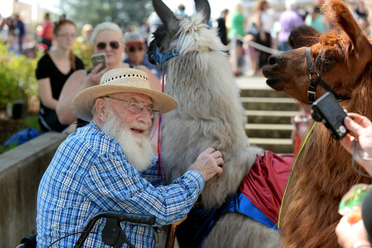 Norm Jahnke of Vancouver gets a hands-on experience with Smokey, a llama from Mountain Peaks Therapy Llamas