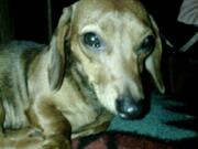 Annie, a dachshund, has been missing from the Ridgefield area since Nov. 28.