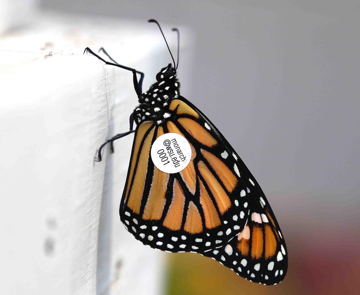 Washington state scientist David James uses tags to track monarch migration through the Pacific Northwest.