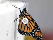 Washington state scientist David James uses tags to track monarch migration through the Pacific Northwest.