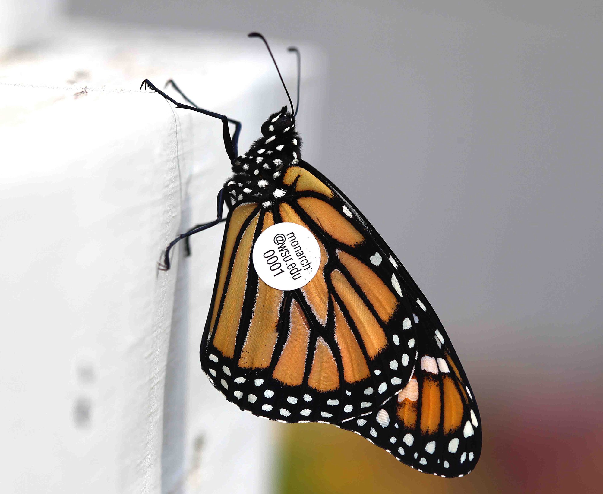 The Great Monarch Butterfly Migration Explained