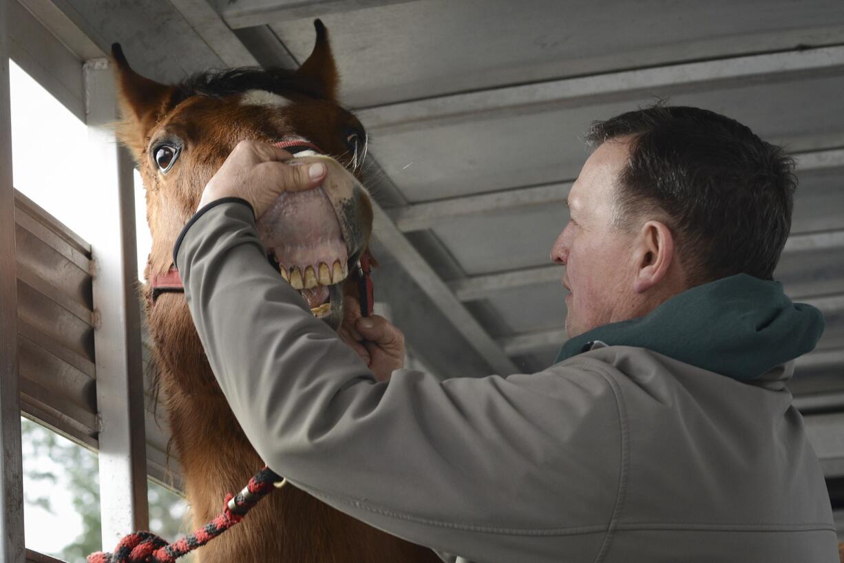 Photos by Ariane Kunze/The Columbian
Livestock brand inspector Ron Balkowitsch demonstrates a typical inspection for branding, which is often done on the inside of the horse's lip.