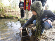 Andrew Swatosh, 10, a fourth-grader at Hockinson Heights Elementary, releases a scoop of coho salmon into Gravel Point Creek on Thursday east of Battle Ground as part of the Salmon in the Classroom program organized by the Columbia Springs Environmental Education Center.