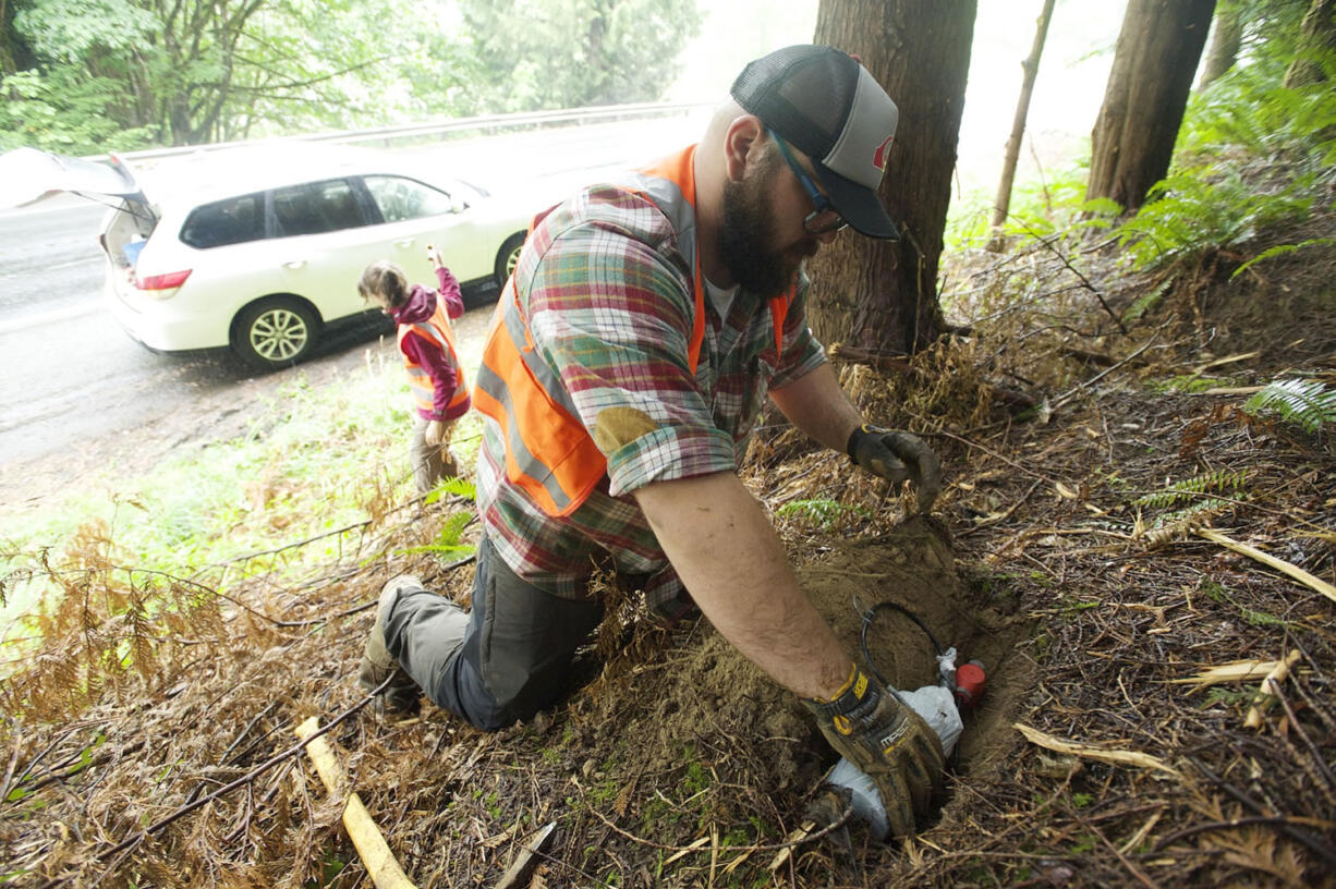 Volunteer Nick Lock, a student at the University of Alaska Fairbanks, plants a seismic sensor Tuesday along state Highway 503, east of Woodland. It will monitor underground explosions that will be detonated, starting tonight, around Mount St. Helens. Leah Sabbeth, a student at Caltech, logs its position. Top: Fifteen of the 3,500 seismometers installed in a monitoring network around Mount St.