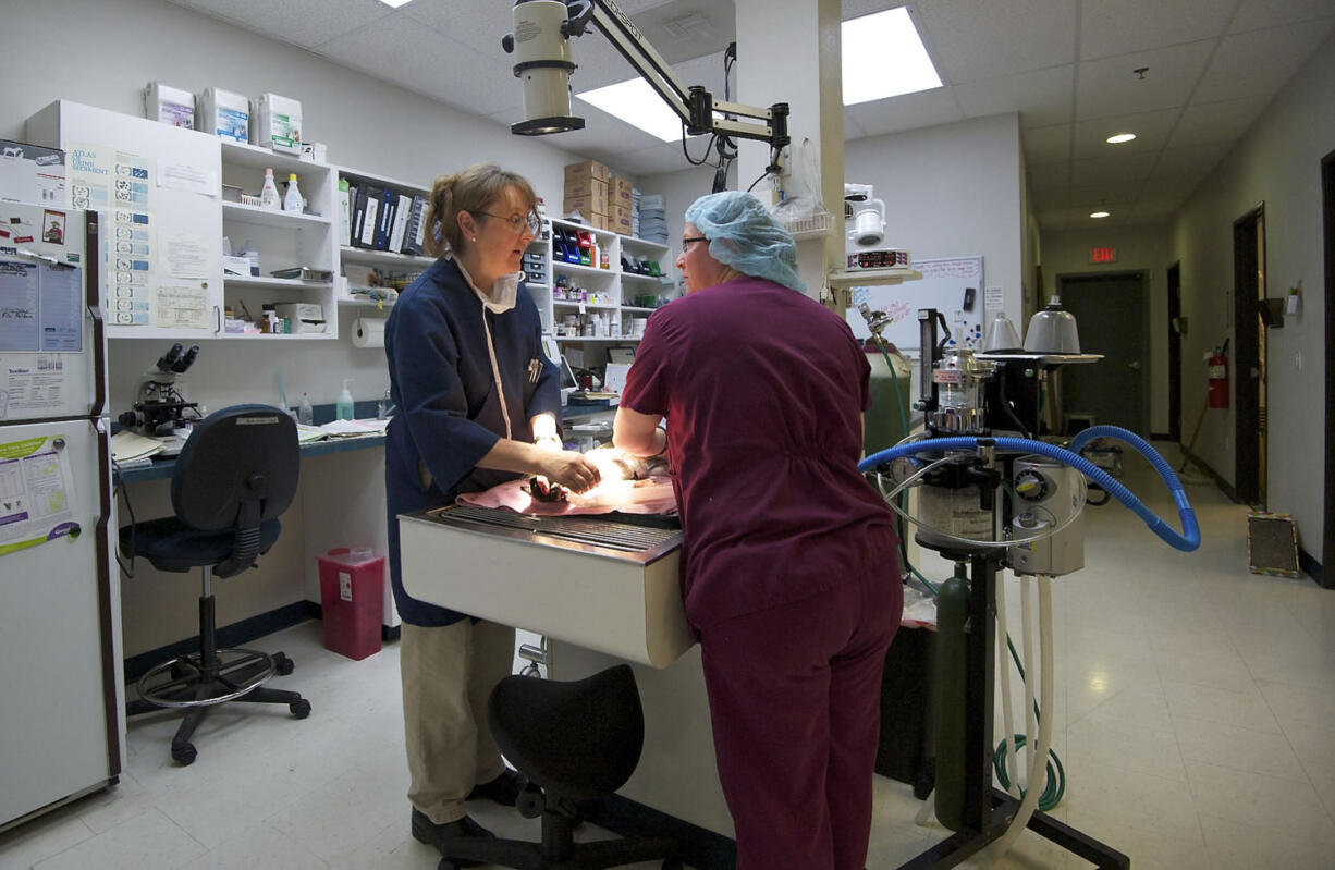 Veterinarian Kathryn Claus, left, and technician Kori Reitmajer prep a dog for surgery inside Claus Paws animal hospital.