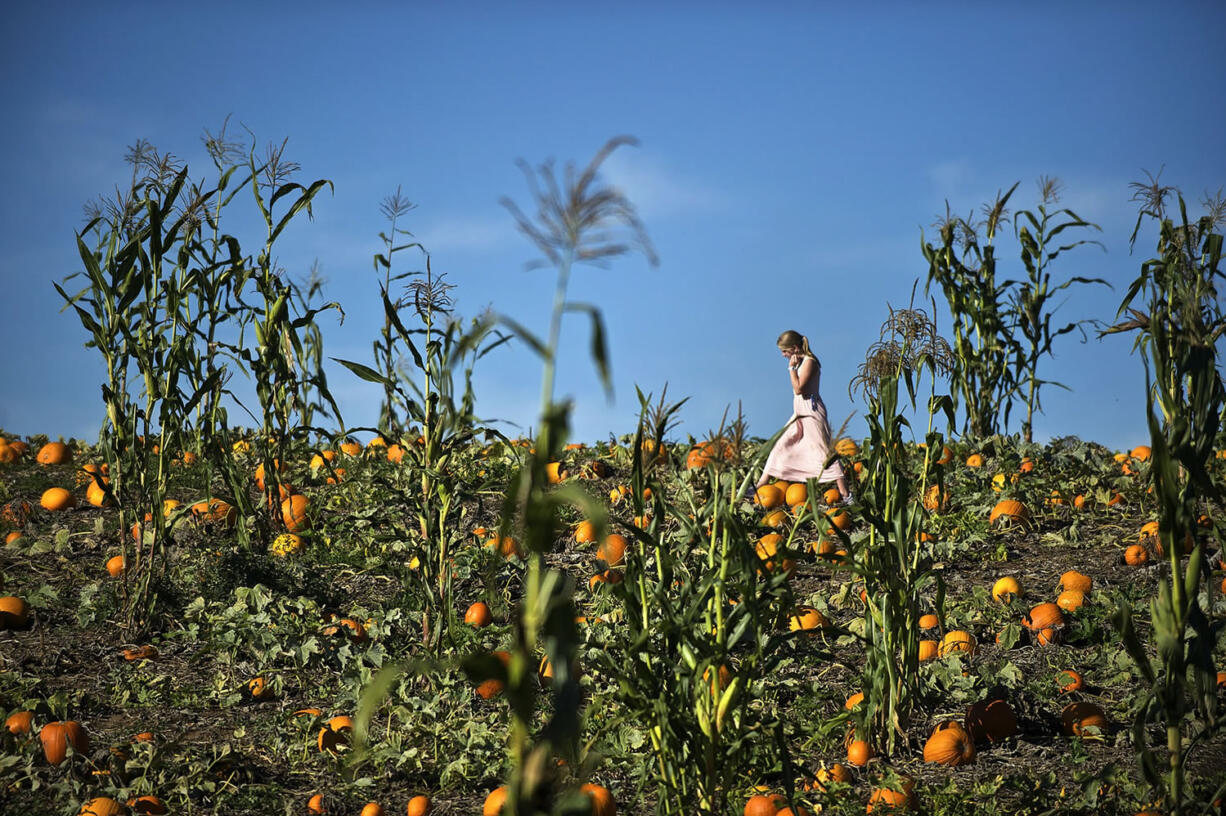 Photos by Zachary Kaufman/The Columbian
Halley Copper, 11, of Battle Ground walks through the pumpkin patch at Bi-Zi Farms on Oct. 3.