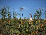 Photos by Zachary Kaufman/The Columbian
Halley Copper, 11, of Battle Ground walks through the pumpkin patch at Bi-Zi Farms on Oct. 3.