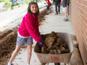 Ridgefield: Fourth-grader Natalie Brachvogel moves rocks in preparation of painting at Ridgefield Middle School as part of Ridgefield School District's Beautification Day.