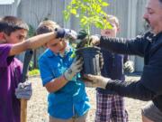 Hazel Dell: WSU Master Gardener volunteer Charlie Heldreth helps James Betts, from left, Zachary Rotellini-Maze and Aydan Eaton  plant tomatoes in the school garden during the 27th annual Enrichment Fair at Hazel Dell Elementary School.