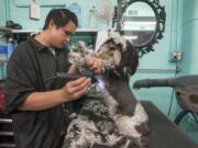 Jordan Mui shaves a Shih Tzu named Diesel at Franko's Dog and Cat grooming in Vancouver on Monday. The salon grooms 125 to 175 dogs and cats per day and has seen a sharp uptick in the number of shavings due to the recent hot weather.