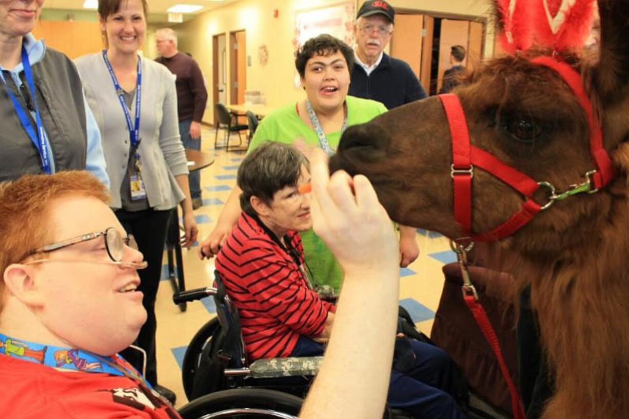 Central Vancouver: Innovative's Adult Day Health Center got a special visit from Rojo, part of Mountain Peaks Therapy Llamas.