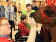 Central Vancouver: Innovative's Adult Day Health Center got a special visit from Rojo, part of Mountain Peaks Therapy Llamas.