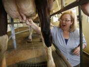 Columbian city government reporter Amy Fischer tries milking a cow for the first time Saturday at the Clark County Fair.