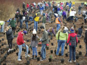 Hundreds of volunteers made their way to the Burnt Bridge Creek Greenway Trail to plant trees as part of the annual MLK Day of Service on Monday.