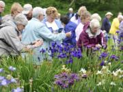 Iris enthusiasts from around the U.S. and the world admire iris blooms Sunday morning at the Mt. Pleasant Iris Farm in Washougal.