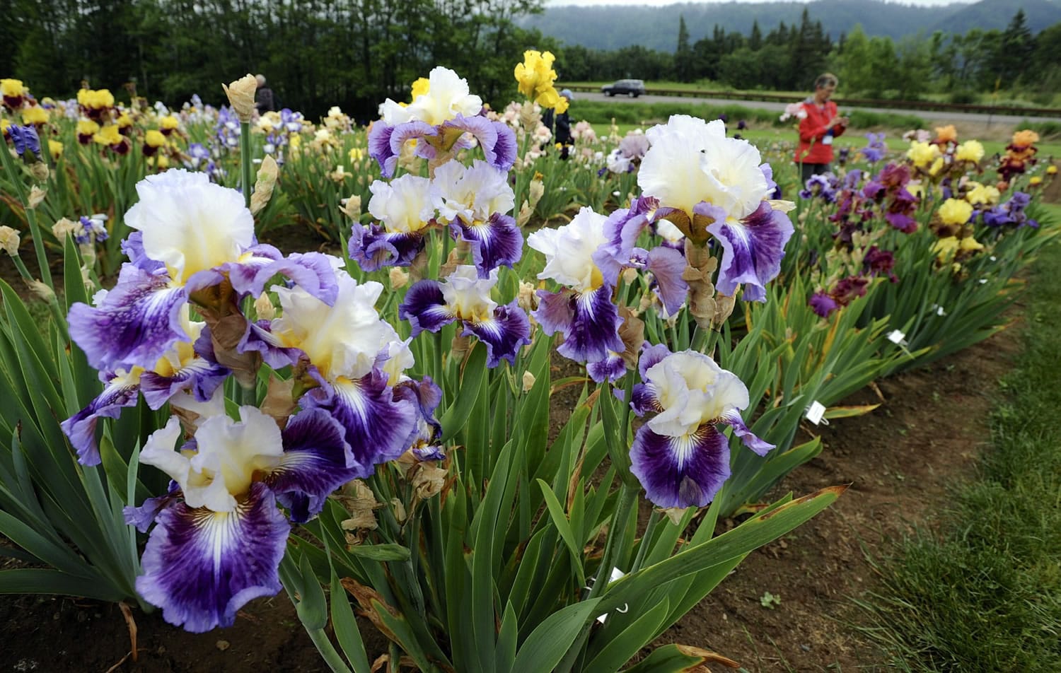 Bearded hybrid iris blooms at the Mt.