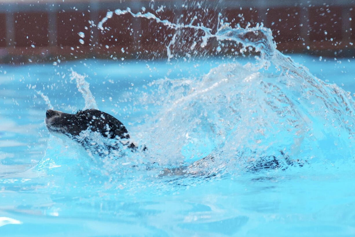 Wednesday, a 4-year-old Jack Russell terrier mix, enjoys the Marshall Community Center pool during the Pooch Plunge.